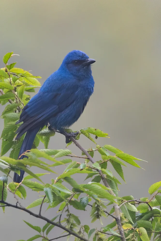 Einfarbenhäher (Aphelocoma unicolor)