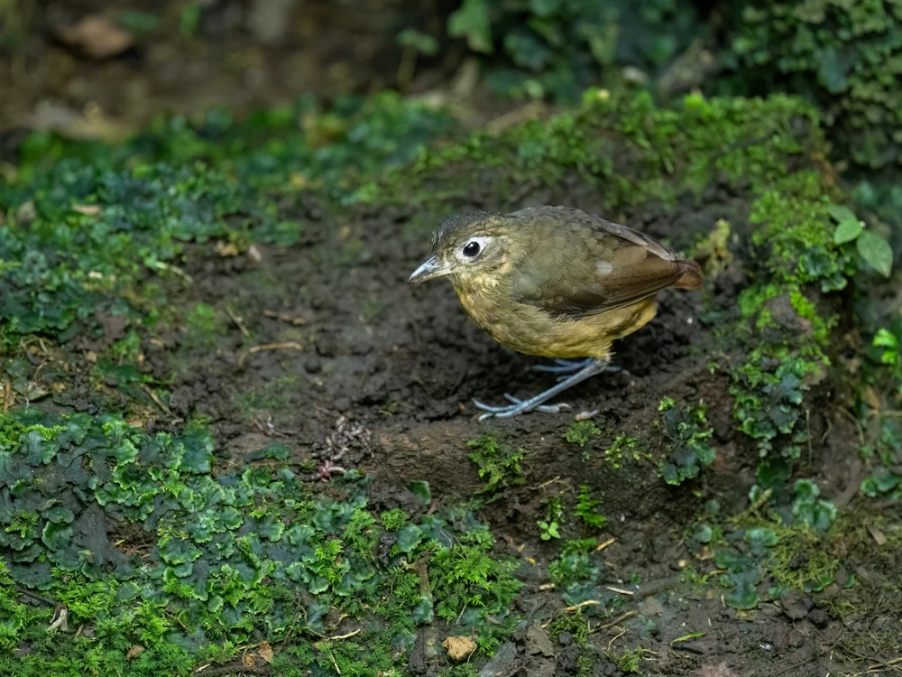 Einfarbige Ameisenpitta (Grallaria haplonota)