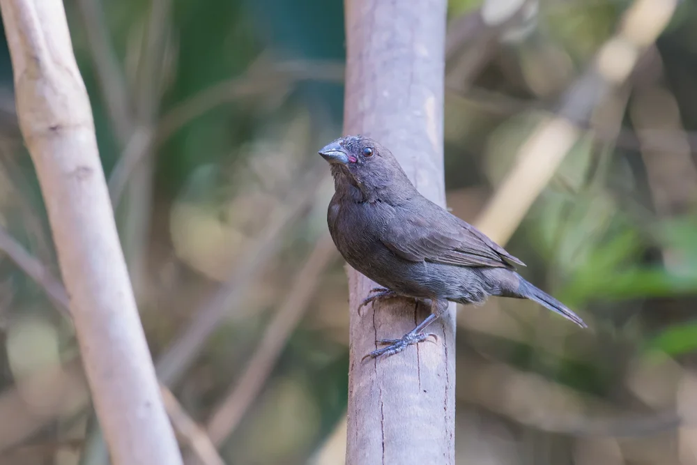 Einfarbige Buschammer (Haplospiza unicolor)
