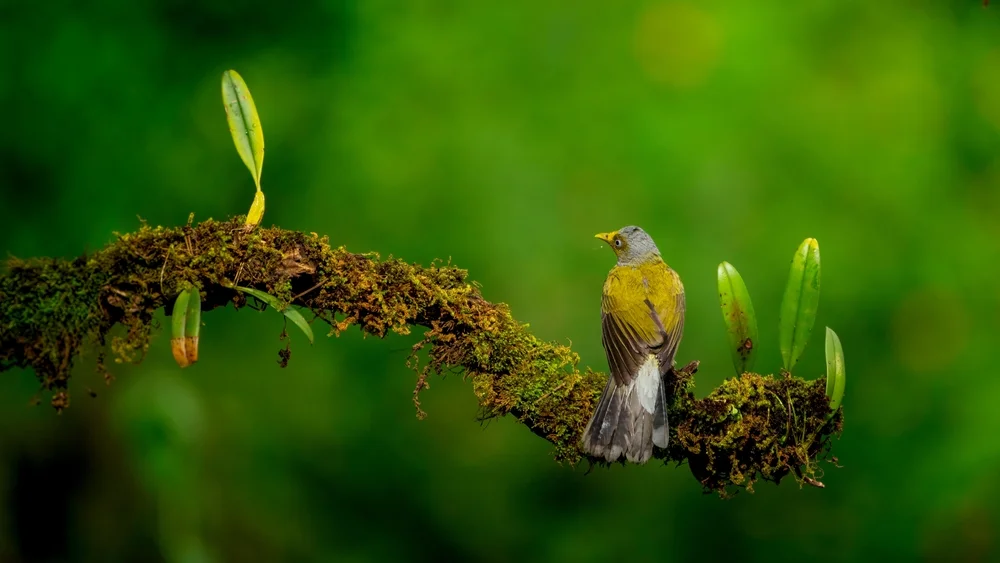 Einfarbige Dickschnabeldrossel (Pycnonotus priocephalus)