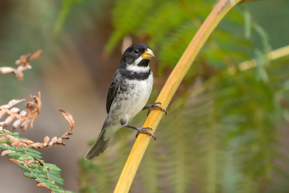 Einfarbiger Saatknospf (Sporophila schistacea)