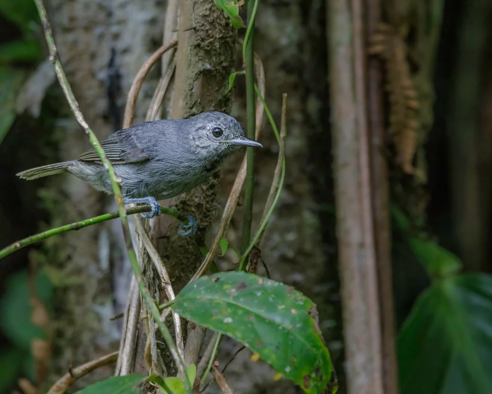 Einfarbiger Zwergameisenschlüpfer (Myrmotherula unicolor)