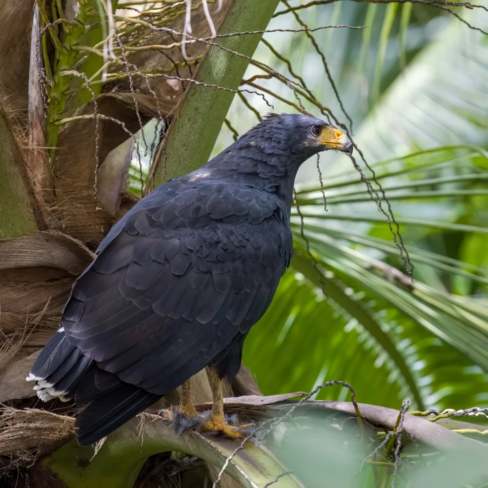 Einsamer Habicht (Buteogallus solitarius)