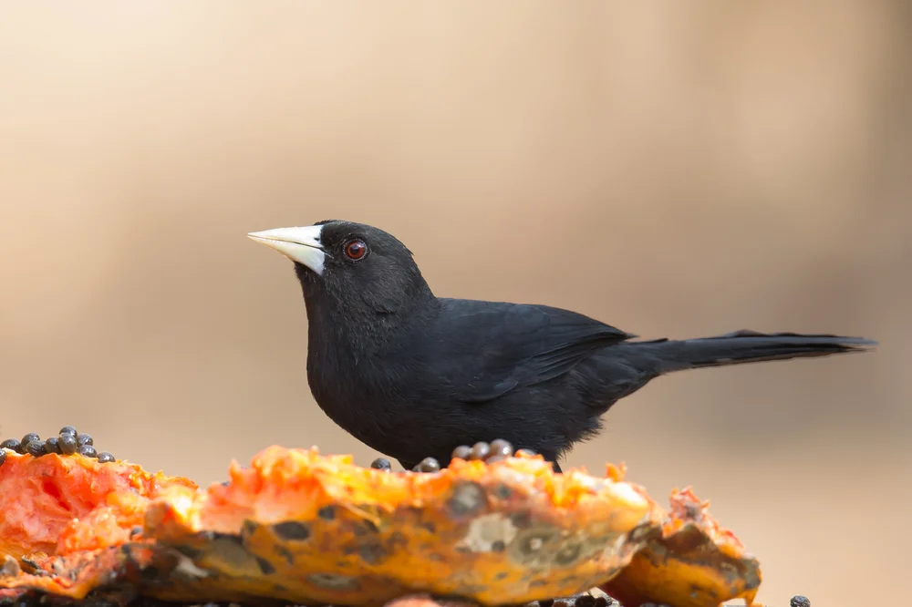 Einsamer Hangenkopf (Cacicus solitarius)