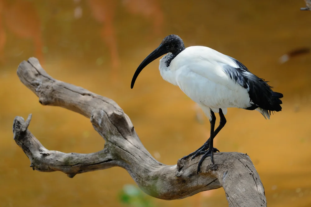 Einsamer Ibis (Threskiornis solitarius)