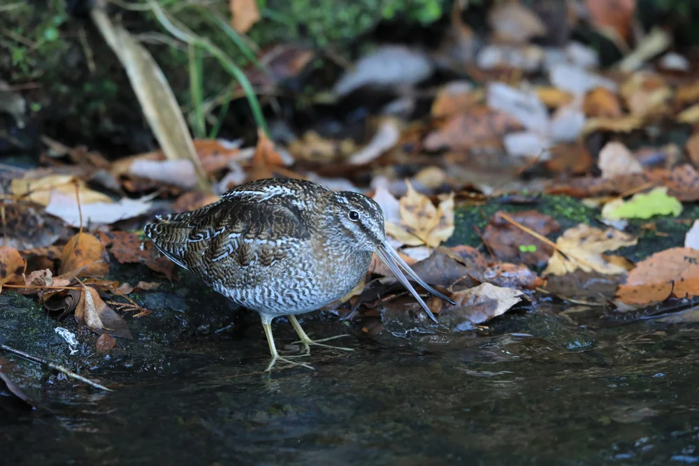 Einsamer Schnepfenstrandläufer (Gallinago solitaria)