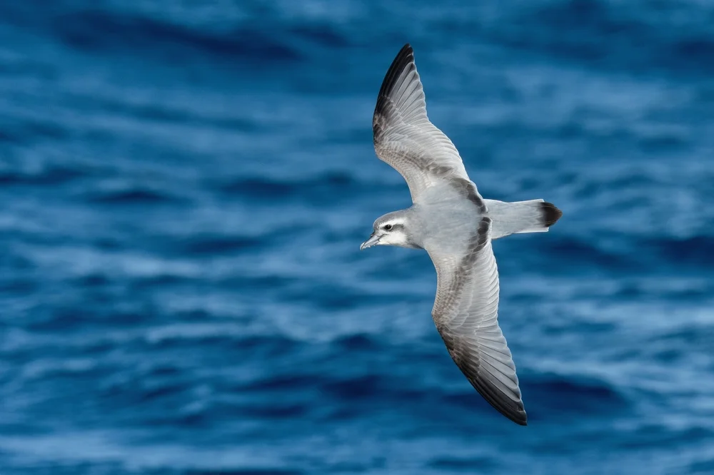 Einsamer Sturmvogel (Pachyptila desolata)
