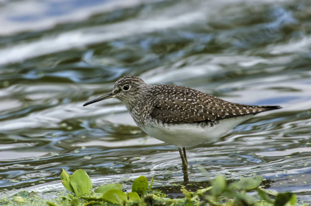 Einsamer Wasserläufer (Tringa solitaria)
