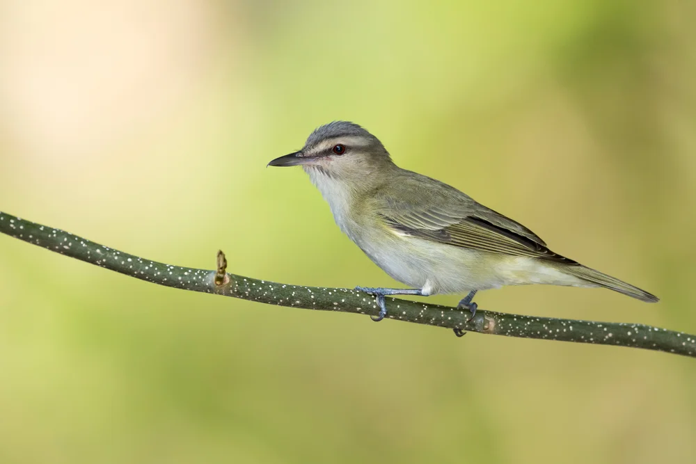 Einsiedlerwaldsänger (Vireo masteri)