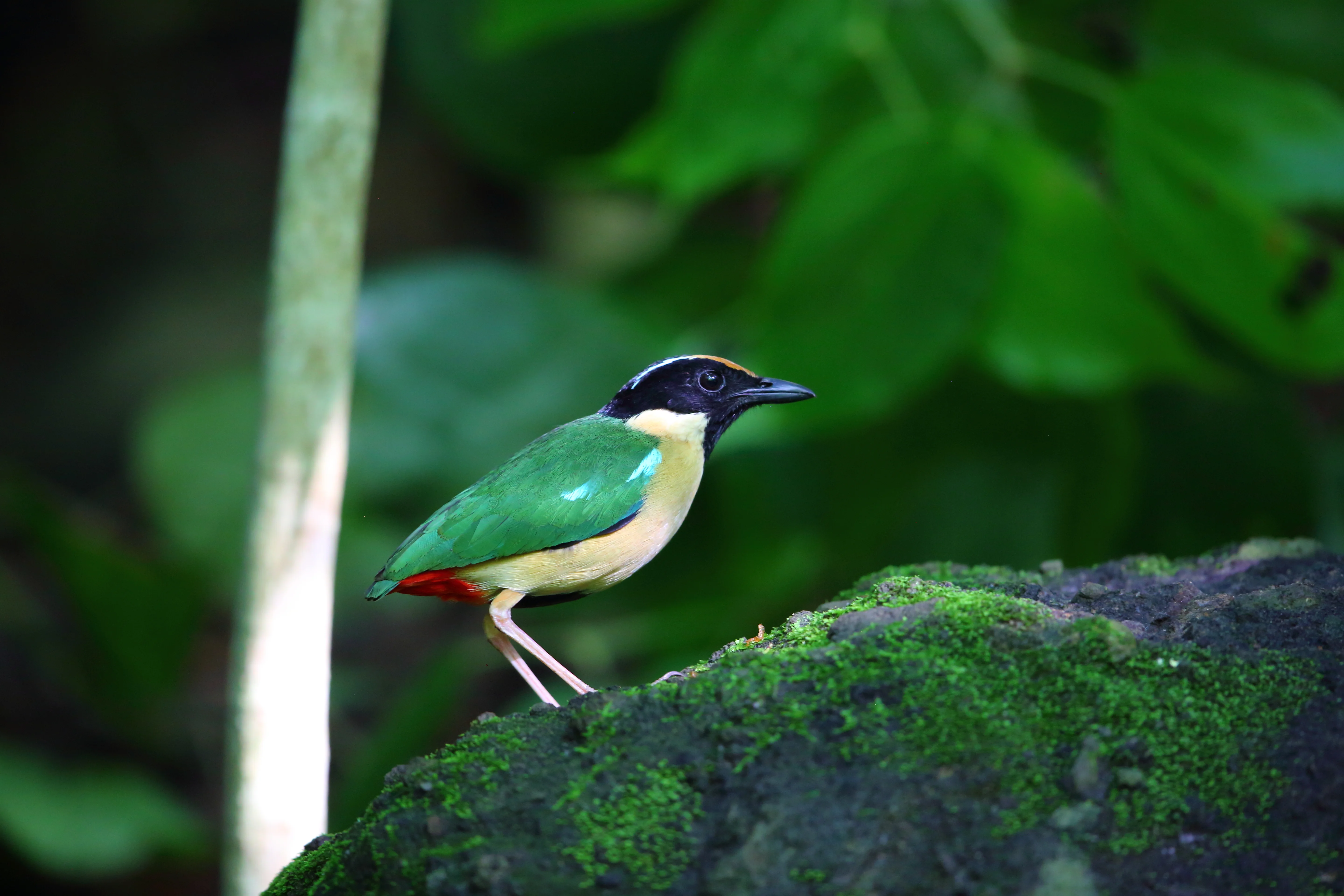 Elegante Pitta (Pitta elegans)