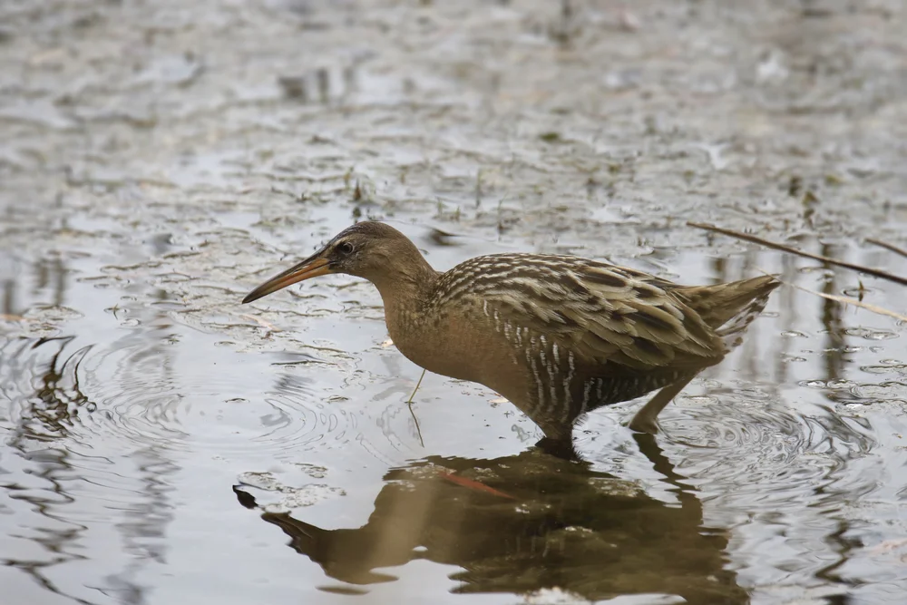 Elegante Ralle (Rallus elegans)