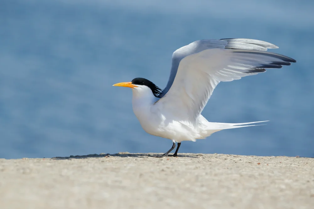 Elegante Seeschwalbe (Thalasseus elegans)