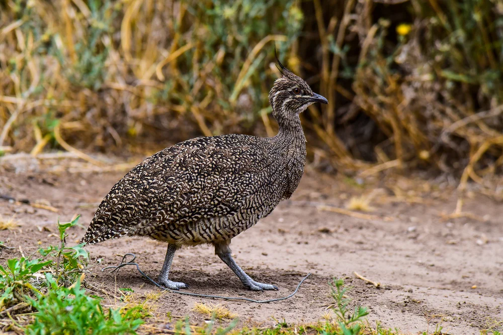 Elegante Tinamu (Eudromia elegans)