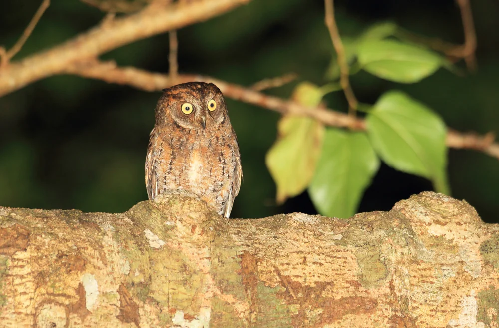 Elegante Zwergohreule (Otus elegans)