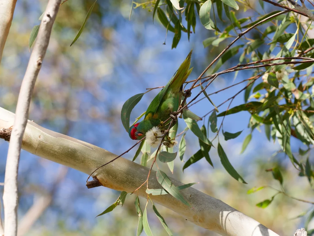Eleganter Loris (Glossopsitta concinna)