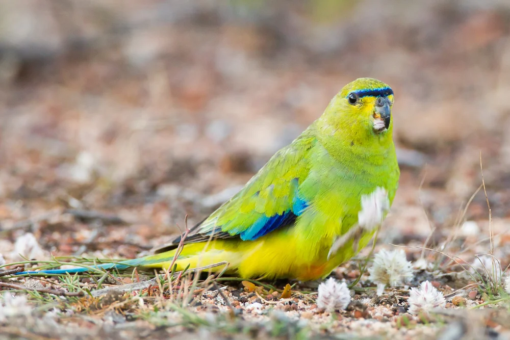 Eleganter Sittich (Neophema elegans)