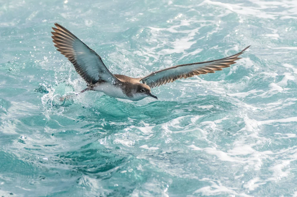 Eleganter Sturmtaucher (Puffinus creatopus)