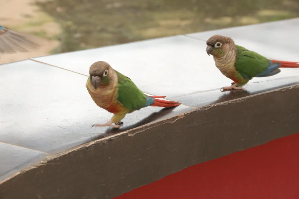 Elfenbeinsittich (Pyrrhura albipectus)