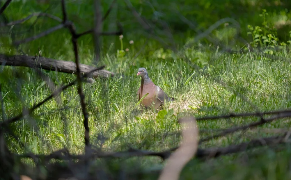 Elphinstons Felsentaube (Columba elphinstonii)