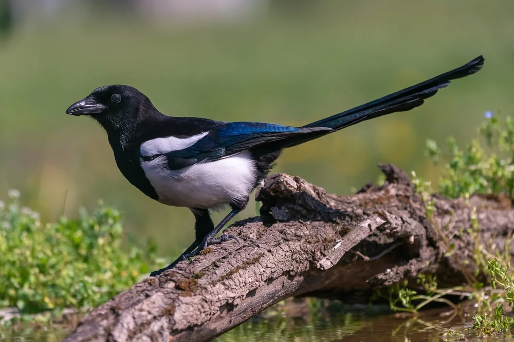 Elster (Pica pica)