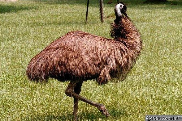 Emu