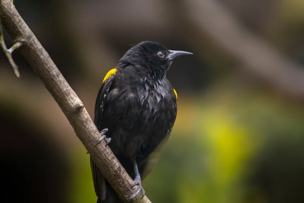 Epauletten-Trupial (Icterus cayanensis)