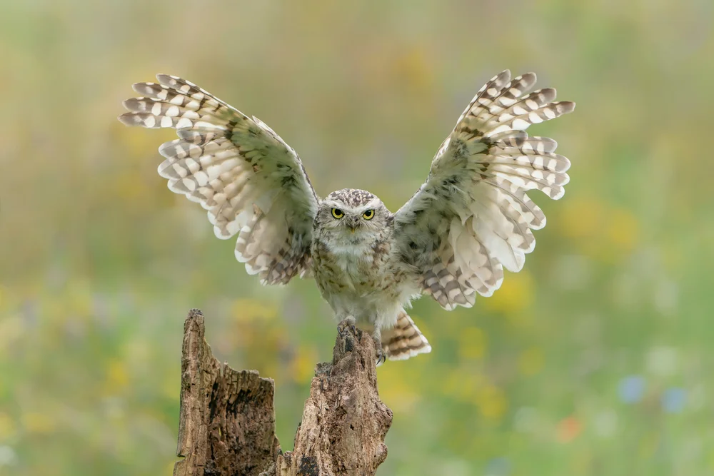 Erdkuckuckseule (Athene cunicularia)