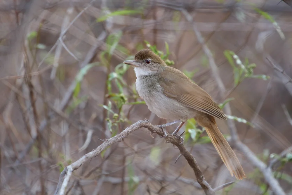 Erdsaumsänger (Phyllastrephus terrestris)