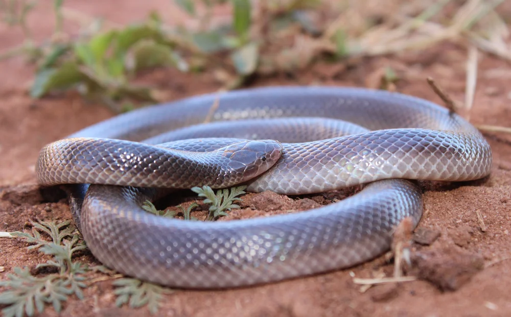 Erdvipern (Atractaspis)