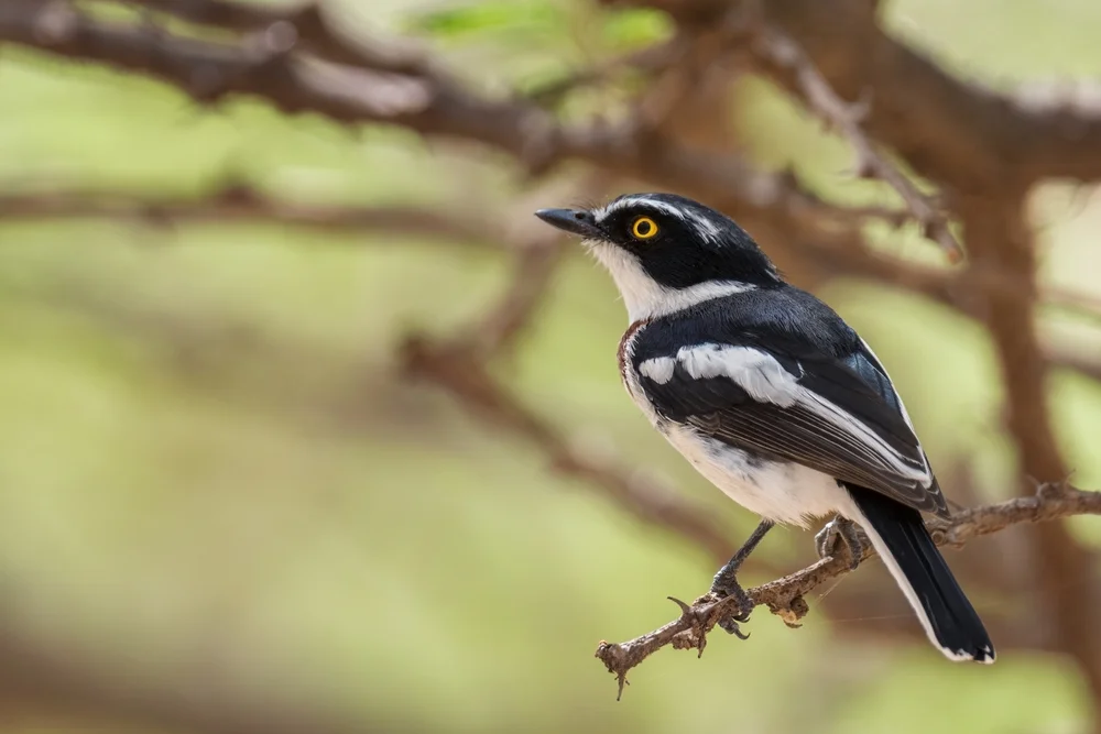 Erlanger-Bartvogel (Batis erlangeri)