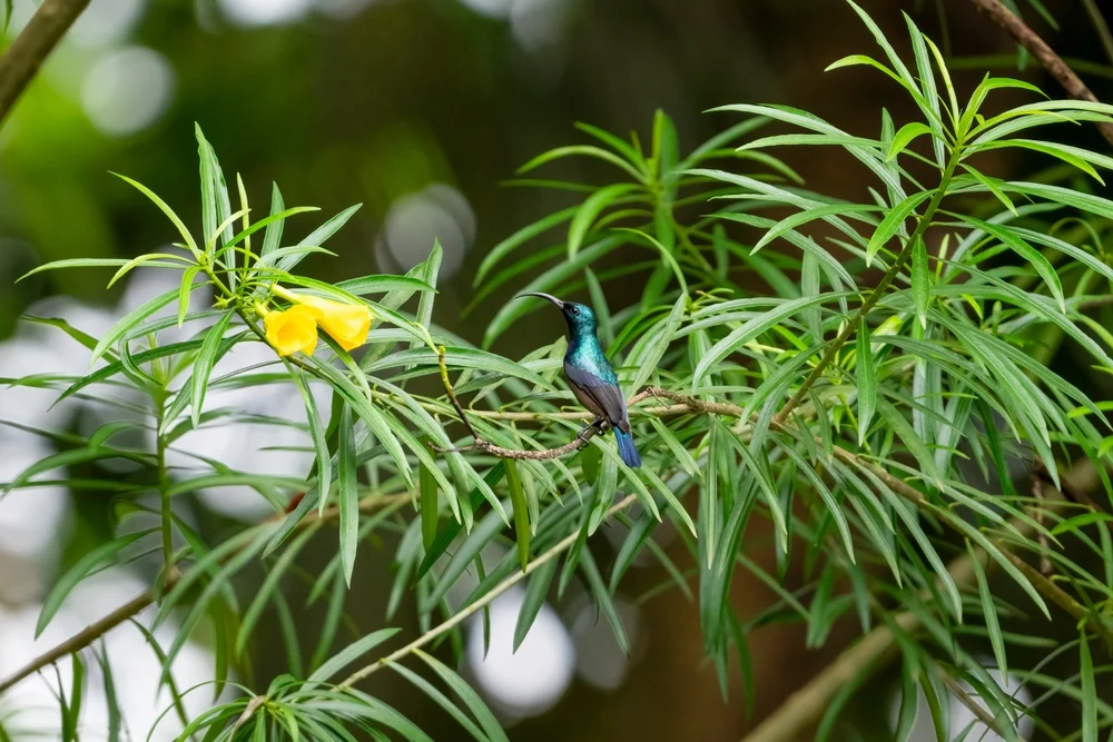 Erzfarbener Nektarvogel (Cinnyris chalcomelas)
