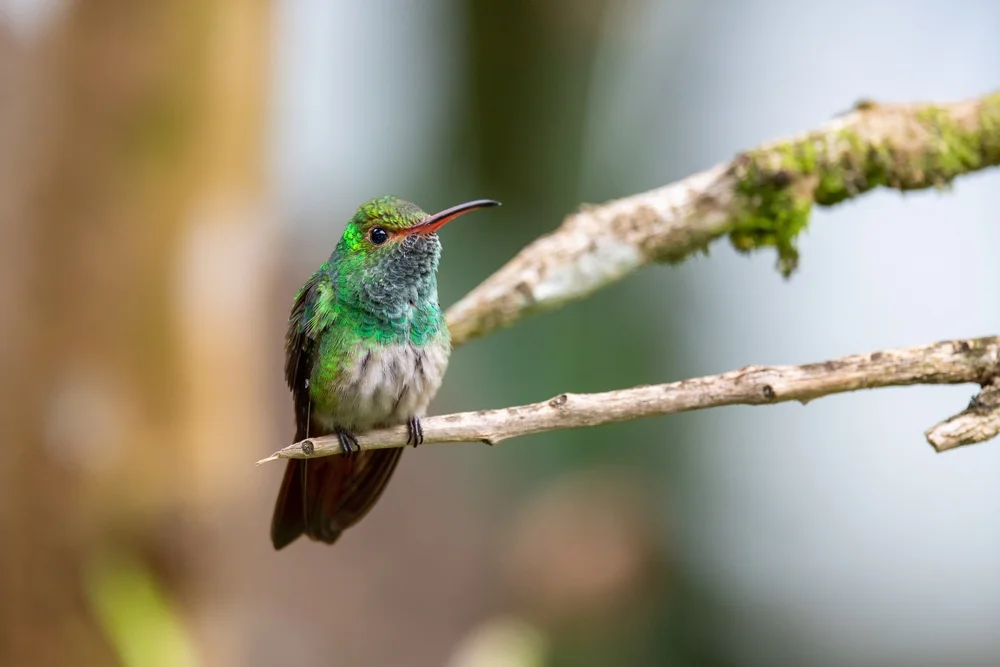 Estella-Bergkolibri (Oreotrochilus estella)