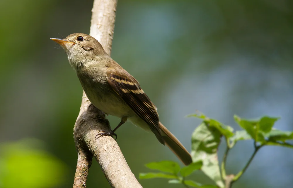 Eulers Zwergtyrann (Lathrotriccus euleri)