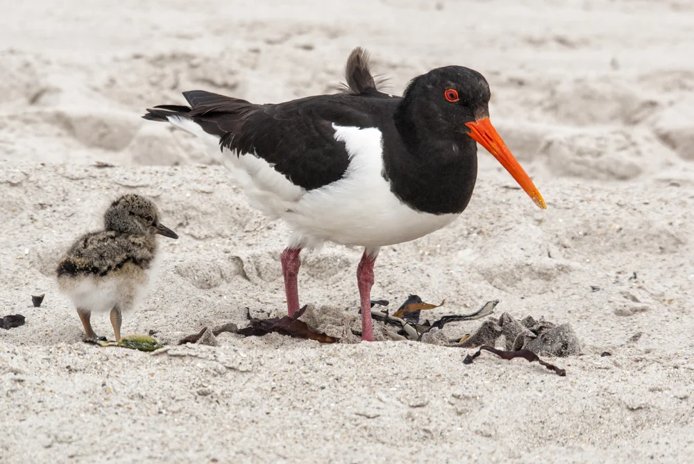 Eurasischer Austernfischer (Haematopus ostralegus)