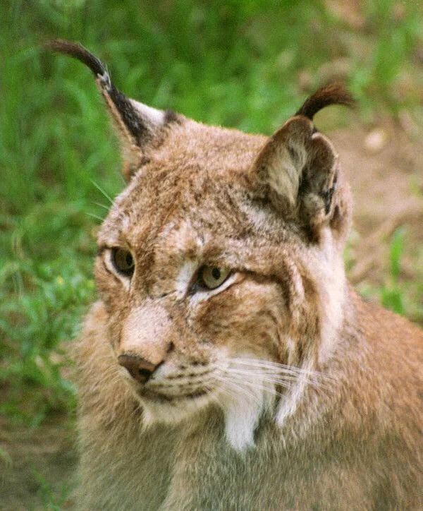 Luchs