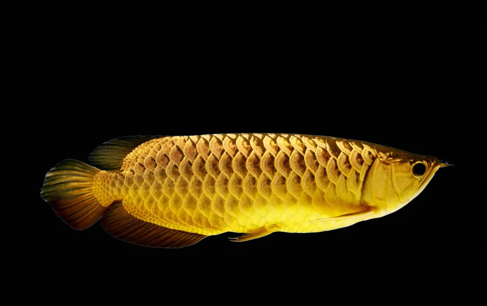 Europäischer Skink (Scleropages formosus)