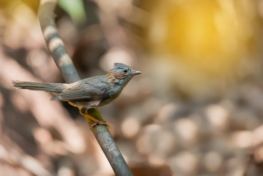 Everett-Blattvogel (Staphida castaniceps)