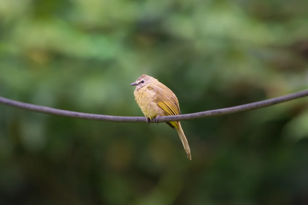Everetts Bulbul (Hypsipetes everetti)