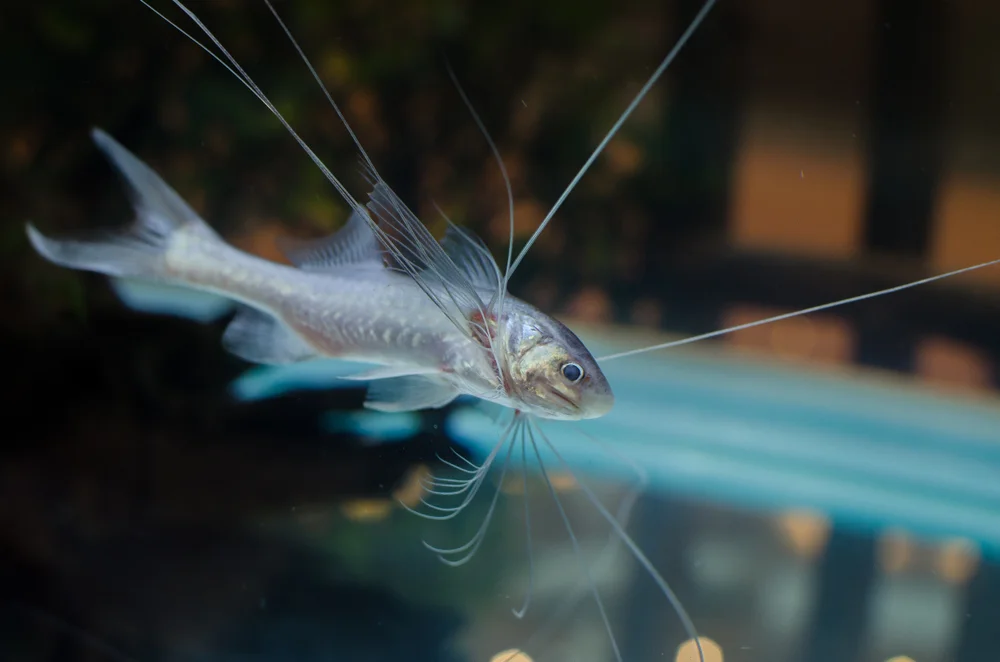 Fadenflosser (polynemidae)