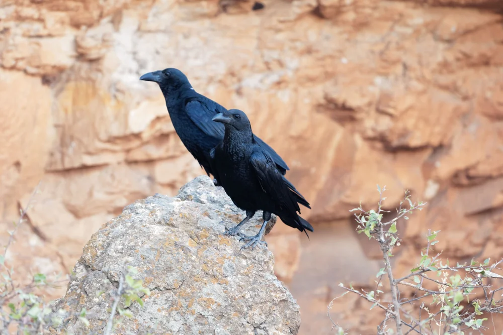 Fächer Schwanz Krähe (Corvus rhipidurus)