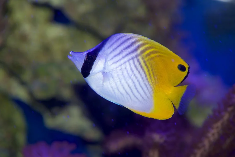 Fähnchen-Falterfisch (Chaetodon auriga)