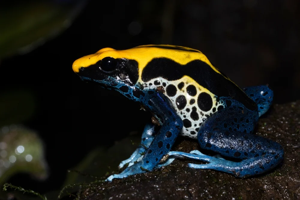 Färberfrosch (dendrobates tinctorius)