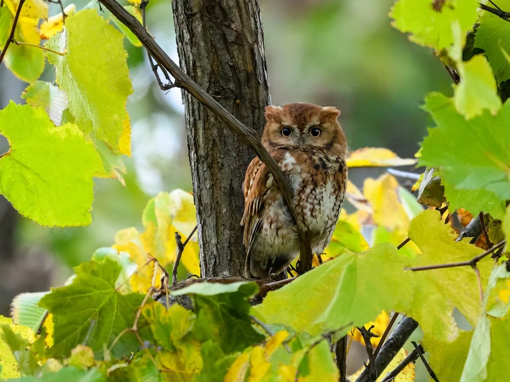 Fahlfuß-Kreischeule (Megascops nudipes)