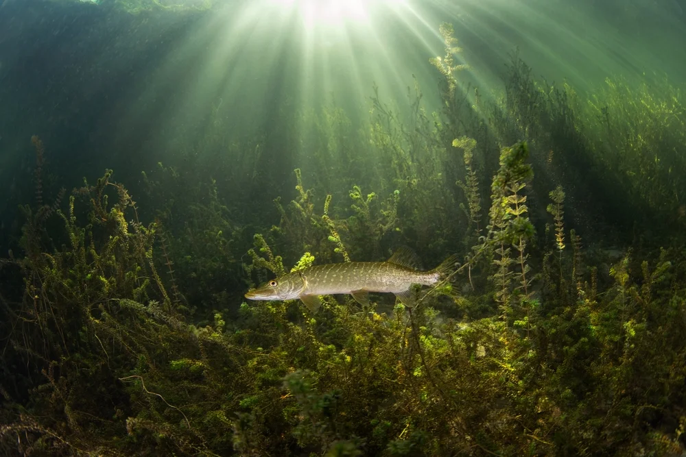 Fahlseeschwalbe (Ptychocheilus lucius)