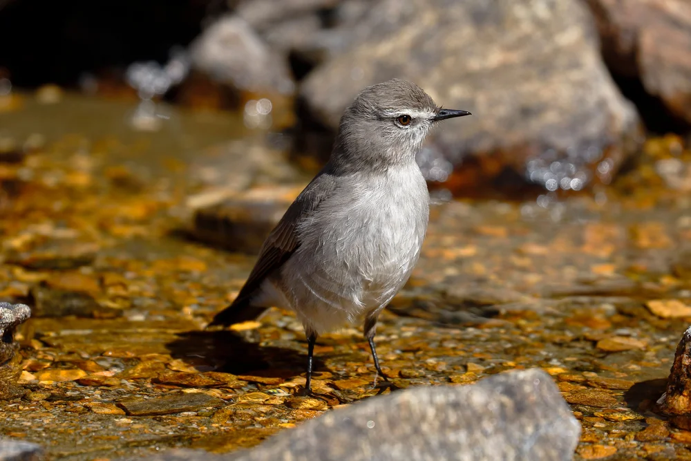 Fahlsteinschmätzer (Muscisaxicola griseus)