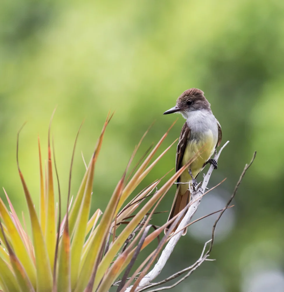 Fahltyranne (Myiarchus nugator)