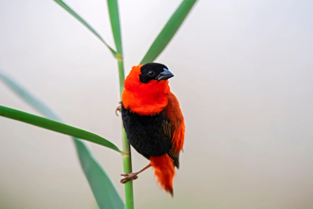 Fahnen-Wida (Euplectes orix)