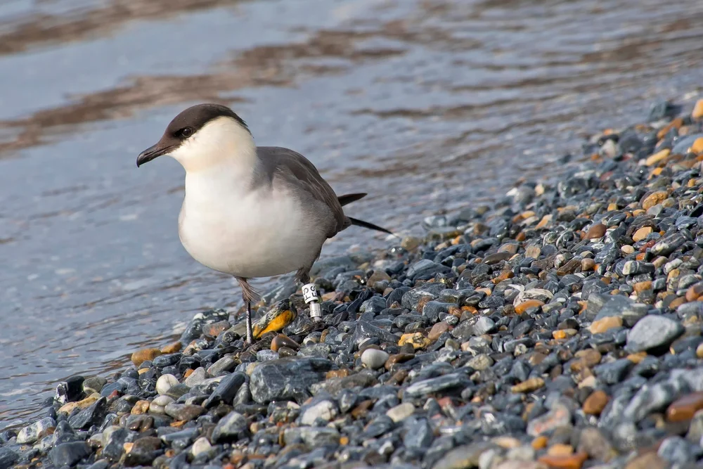 Falkenraubmöwe (sterecorarius parasiticus)
