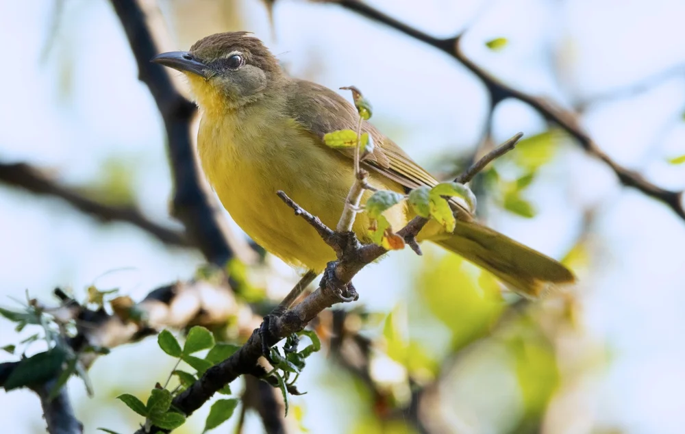 Falkensteins Waldsänger (Chlorocichla falkensteini)