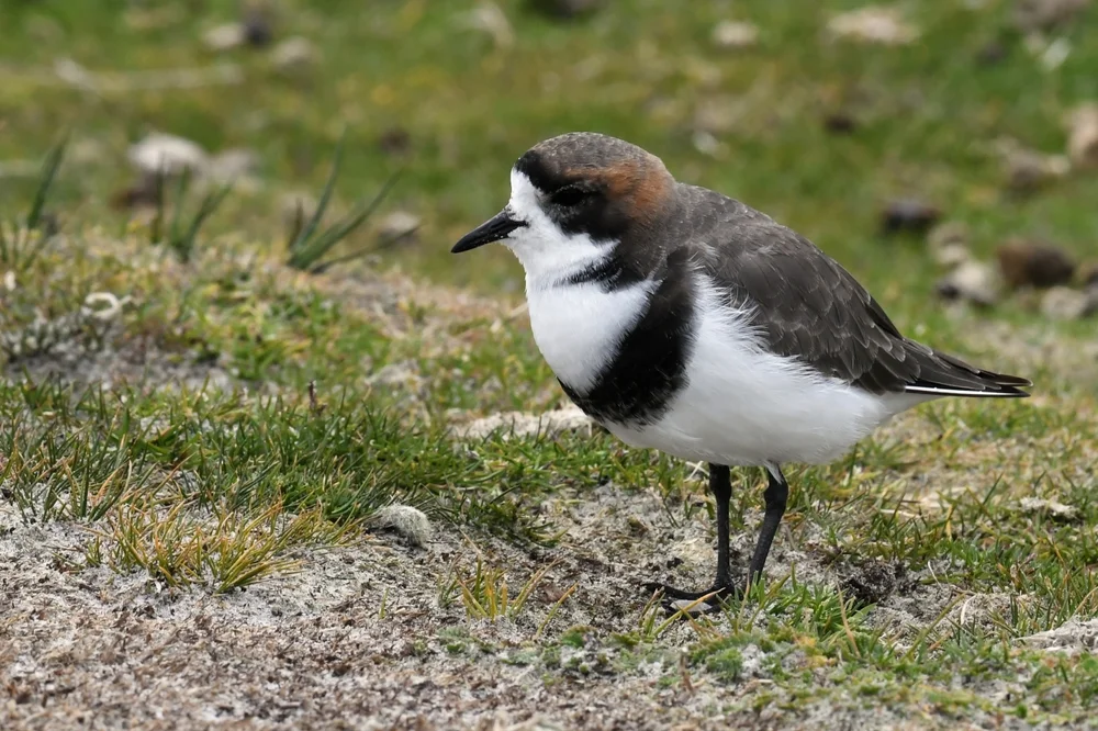 Falklandregenpfeifer (Charadrius falklandicus)